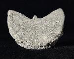 Diploctenium subcirulare MILNE-EDWARDS & HAIME 1848 - Bild © FossNet FossilienStore
